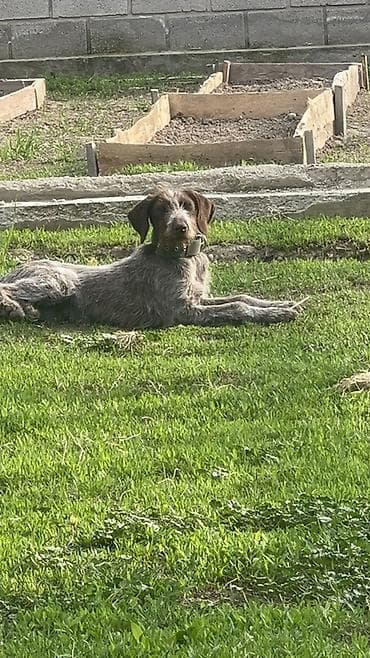 щенки самоеда: Продаю щенка Дратхаар Почти 4 месяца Кобель Уже начал работать — 1