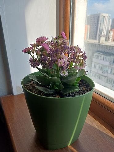 Каланхоэ: Комнатные растения в горшках 1) Аспидистра (Aspidistra elatior) - — 4