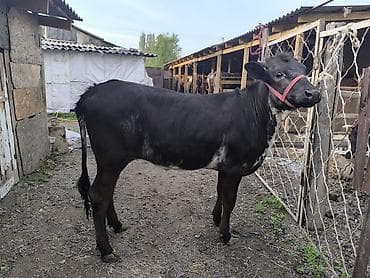 уй жаныбары: Сатам | Кунаажын | Швиц | Бордоп семиртүү үчүн | Байланган — 7