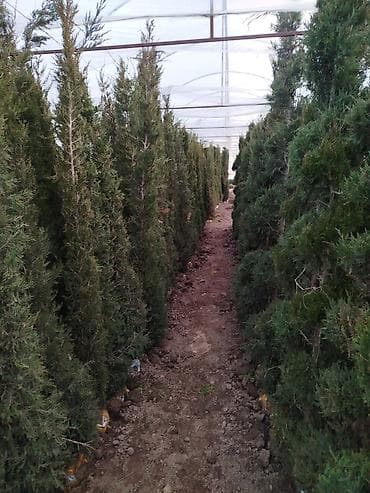 можевельники: Саженцы деревьев: Можжевельники (Арча) — 6