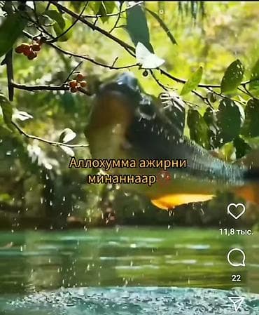 сиделка токмок: Талап кылынат Багуучу киши, Тажрыйбасыз — 1