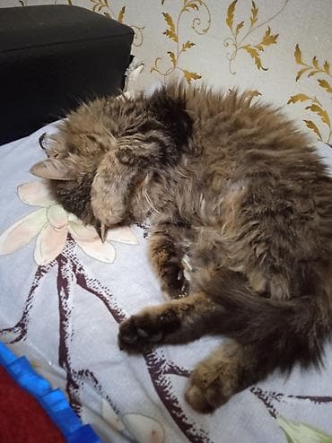 кошка сервал: Пропала : Мейн-кун, Девочка — 3