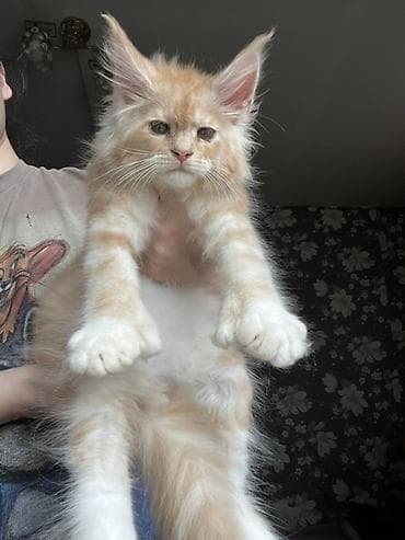 куплю хомяка с клеткой: Эксклюзивная мощные котята Мейн Куны полидакты с полным пакетом — 9