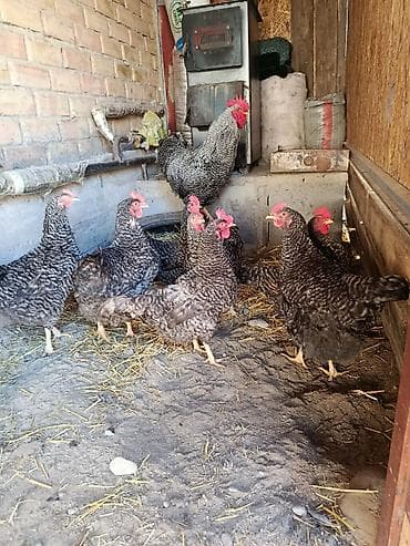 Плимурток петух пакупайу, плимурток короз сатып алам - Назначение