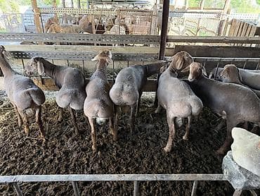 матки пчел: Продаю | Баран (самец) | На забой | Племенные — 1