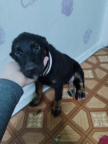 собаку в хорошие руки: Собака даром: 4 месяца, Самка — 4