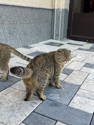 все о кошках британской породы: Шотландская вислоухая кошка (скоттиш-фолд), окрас: коричневый табби — 6