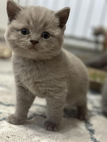Старт продаж ! Котята шотландской породы в двух расцветках ! Родились