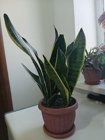 Диффенбахии: Акция, акция. Большой выбор Сансиеверии от 200 сомов до 1000 сомов — 6