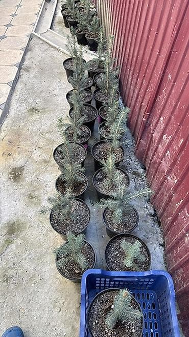 4 pot: Ель голубая (Picea pungens ‘Glauca’) — саженцы в контейнерах - — 2