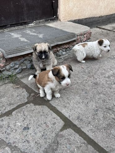 Собаки: Собака даром: Дворняжка, 2 месяца, Самец — 1