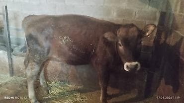 аквариумы с рыбками: Продаю | Корова (самка) | Полукровка | На забой — 2