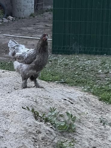 лоток для инкубатор: Продаю | Куры, Петух — 7