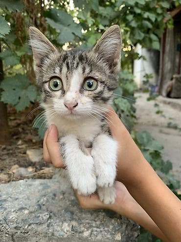 Үй жаныбарлары: Отдам 3-х месячных котят в хорошие руки. В лоток ходить умеют — 6