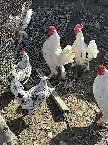 продаю животных: Яйца на инкубацию продаю 🥚 Карликовые голошейки и бентамки мини куры — 9