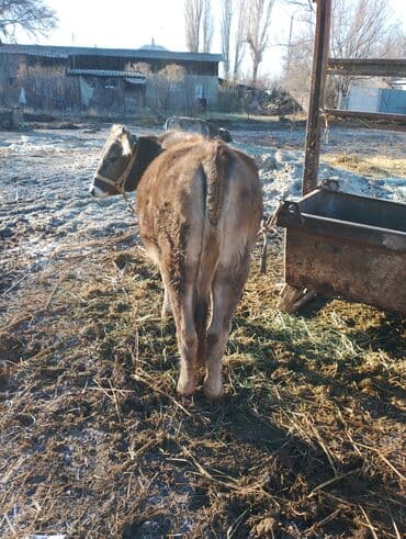 отдам в добрые руки собаку: Байланыш номер — 2