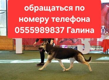 вязка немецкий овчарка: Восточноевропейская овчарка, 2 месяца, Самец, С родословной — 1