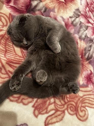 Продажа кошек: Скотиш Фолд (Шотландская вислоухая), 2 года, Девочка, Серый, Приучена к лотку, Проглистована, С прививками — 5