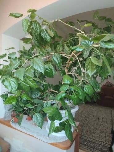 розы цветы: Крупное комнатное растение — гибискус (китайская роза) в большом белом — 1