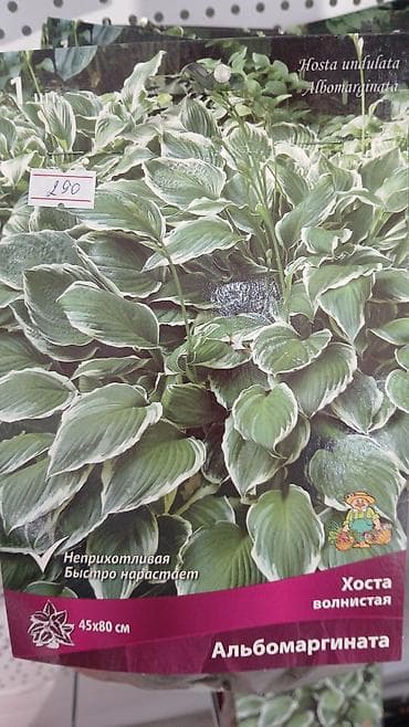 Хоста — набор сортов (по 1 шт. в упаковке) Доступные сорта по — 2