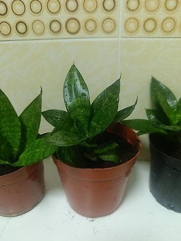 Дом и сад: Сансевиерия карликовая (Sansevieria ‘Hahnii’) в горшках. 3 шт-500 сом — 4