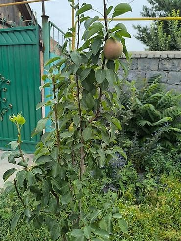 Уголь: Саженцы груши яблоко по 2 вида - Порода: груша. На фото видно молодые — 2