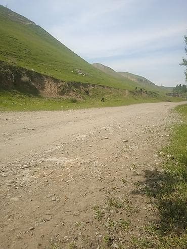 Айыл-чарба жаныбарлары: Сатам | Козу | Көбөйтүү үчүн | Ургаачы — 4