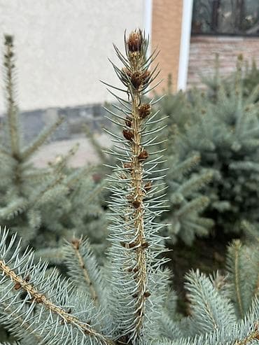 дереву: Саженцы деревьев: Ели — 3