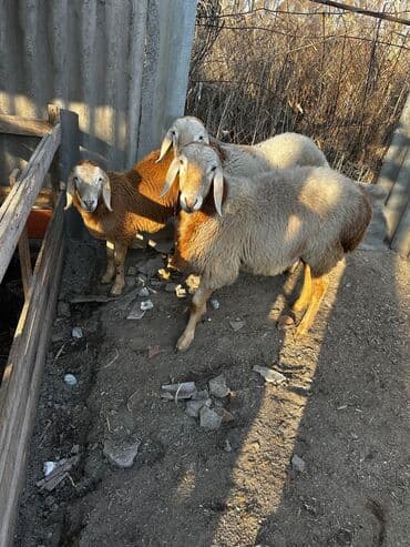 весы для животных: Продаю | Ягненок | Арашан | Для разведения — 9