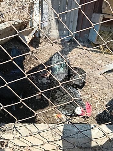 Продаю | Петух | Для разведения