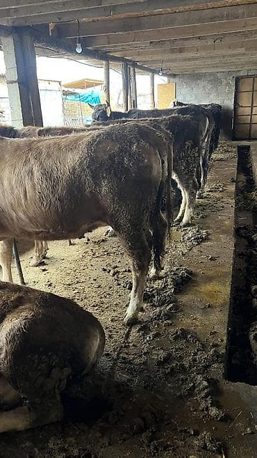 продаю корова: Продаю | Корова (самка) — 4
