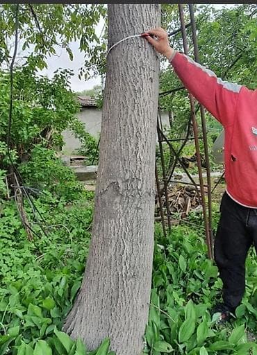 ДВП: Продажа зрелых деревьев ореха (грецкий орех) для пересадки или — 1