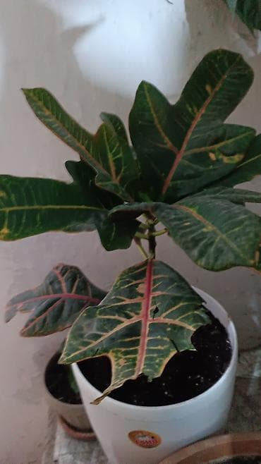 кактус гулу: Комнатные растения в горшках: 1) Кротон (Codiaeum variegatum) - — 1