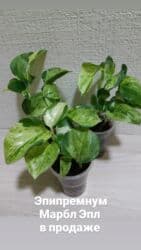 живые растения в аквариум купить: Эпипремнумы разных сортов. Укоренённые черенки. Экзотика,Марбл Эпл — 2