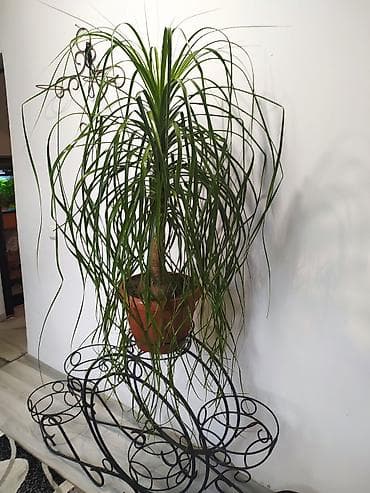 гул: Нолина, Бакарнея Продаю шикарное комнатное, офисноедля ресторанов и — 2