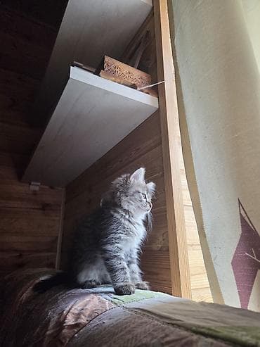 Кошка даром: Беспородная, Мальчик