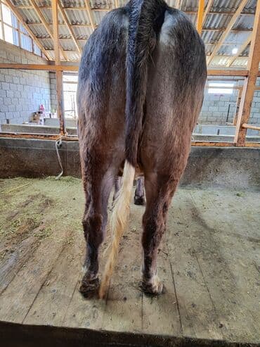 зоомагазин бишкек с животными: Продаю | Тёлка | Швицкая, Симментальская | Для молока | Стельные, Искусственник, Нетель — 13