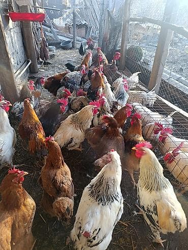 Башка жаныбарлар: Петухи большие — 4