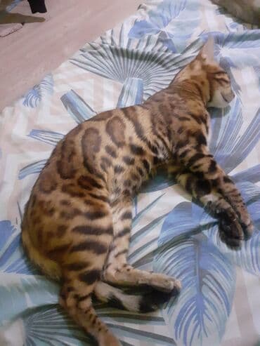 хомяки сирийские: Вязка: Бенгальская, Мальчик, 3 года — 10