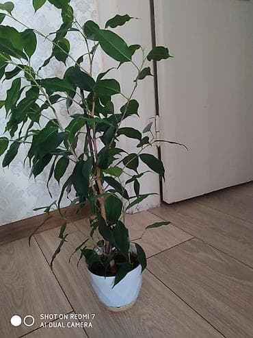 фикус декоративный: Фикус Бенджамина – популярное комнатное растение с тонкими, изящными — 1