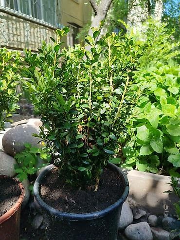 самшиты круглые: Самшит (Buxus sempervirens) в контейнере - Компактные густые кусты с — 4