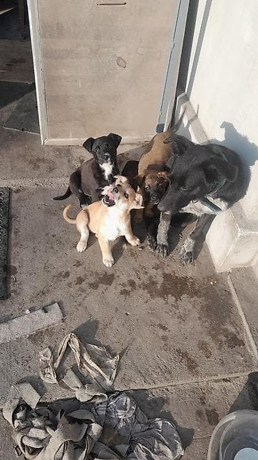 европейская овчарка цена: Отдам даром щенят. остались 3 девочки. вырастут средними. очень — 8