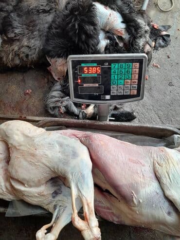 Ветеринар кызматы: Сатам | Уй (ургаачы) | Сүт алуу үчүн | Байланган — 5