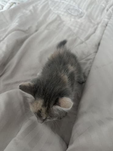 cat sofa: Беспородная, 2 месяца, Девочка, Приучена к лотку — 2