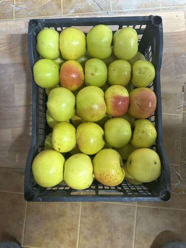 пекан орех цена бишкек: Алмалар Чекене — 3