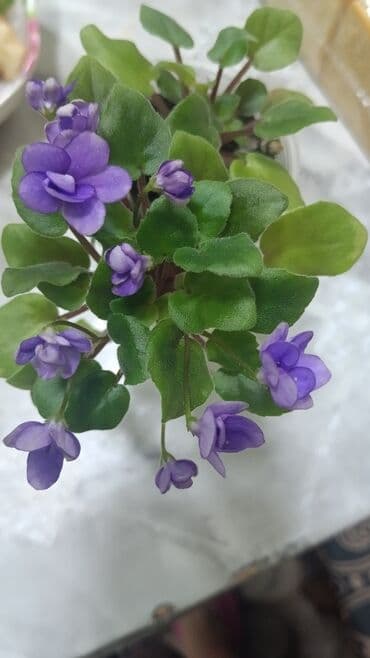 огурцы саженцы: Продаю цветущие фиалочки 🌿 🌺🌿 Цены200- 250 -300 сом.✨✨✨Оптовым — 16