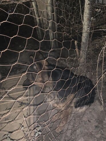 Немецкая овчарка, 1 год, Самка, С прививкой