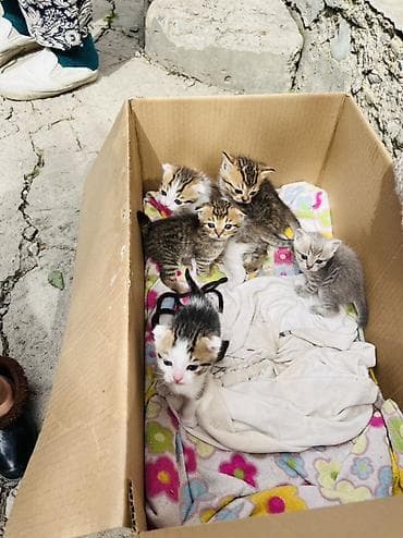 Мышыктар: Продаются породистые котята (шотландские) 🐾 Возраст — 3 недели. В — 1