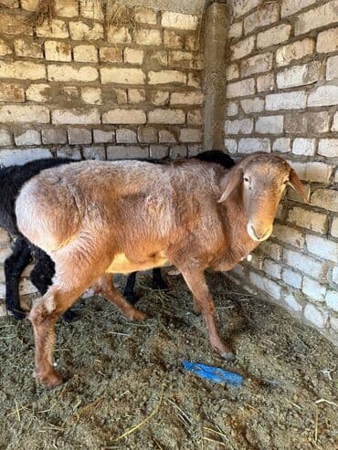 Грызуны: Продаю | Баран (самец) | Арашан | Для разведения | Племенные — 5