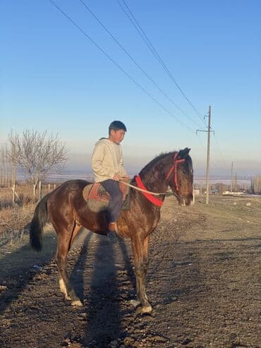 собака колли: Продаю | Жеребец | Рабочий — 5